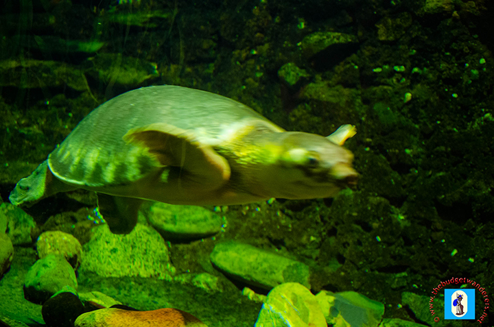 A pig nosed turtle swimming freely in its enclosure.