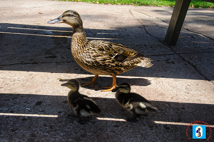 A mother duck and its ducklings freely roaming around the parkland.