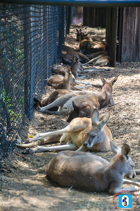 A group of resting kangaroos.