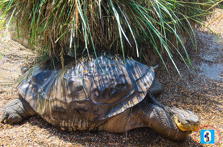 The Galapagos tortoise, which is one of its endangered species in their collections.