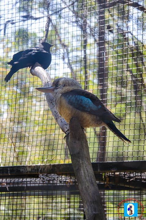 The blue-winged kookaburra.